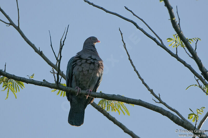 Pigeon à bec rougeadulte