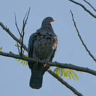 Pigeon à bec rouge