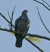 Pigeon à bec rouge