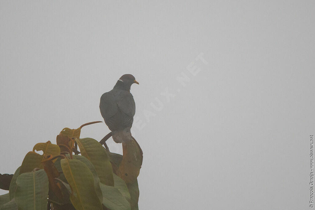 Band-tailed Pigeon