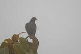 Pigeon à queue barrée