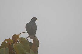 Pigeon à queue barrée