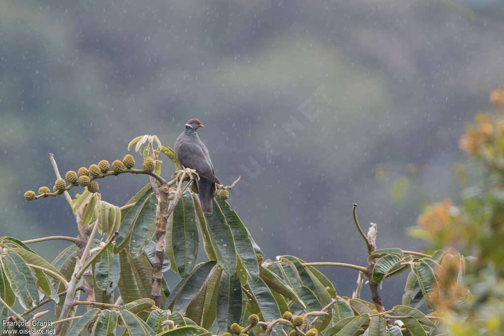 Band-tailed Pigeonadult, habitat, Behaviour