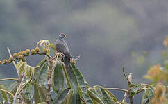 Pigeon à queue barrée