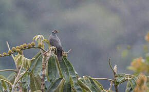 Band-tailed Pigeon