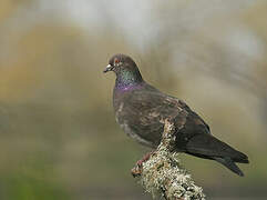 Rock Dove