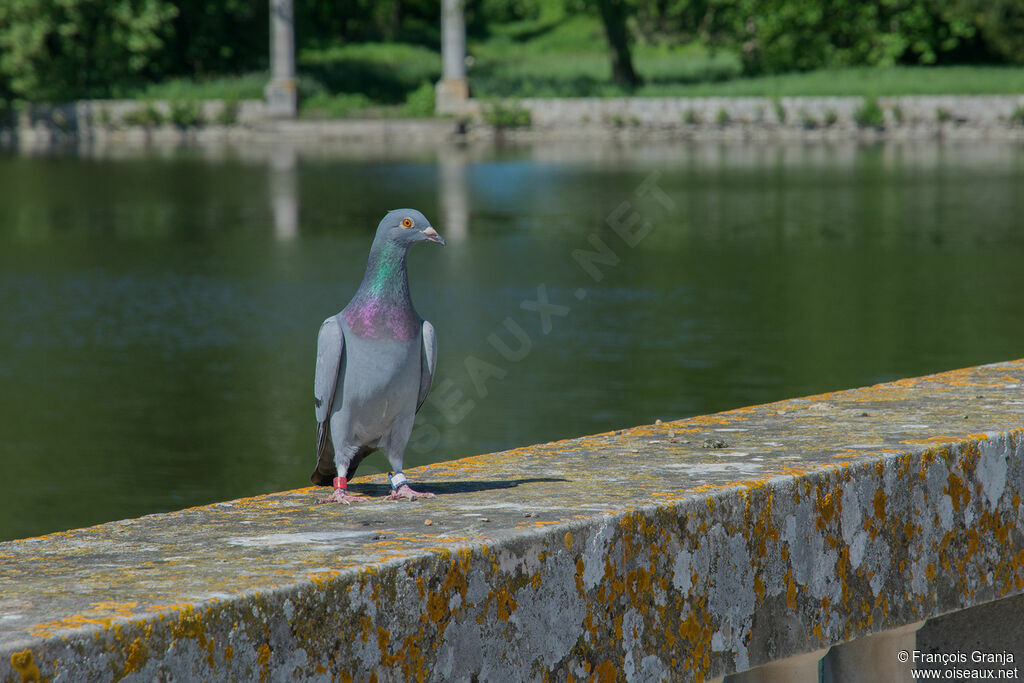 Rock Dove