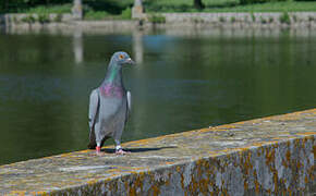 Rock Dove