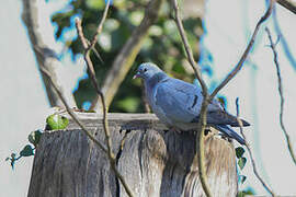 Stock Dove