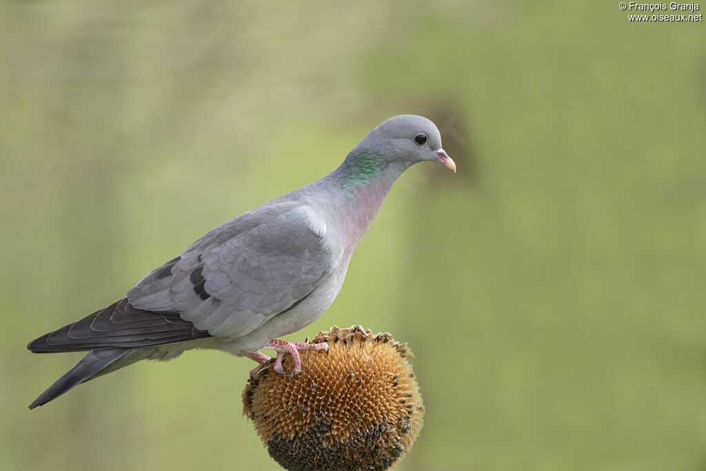 Pigeon colombin