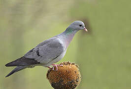 Stock Dove