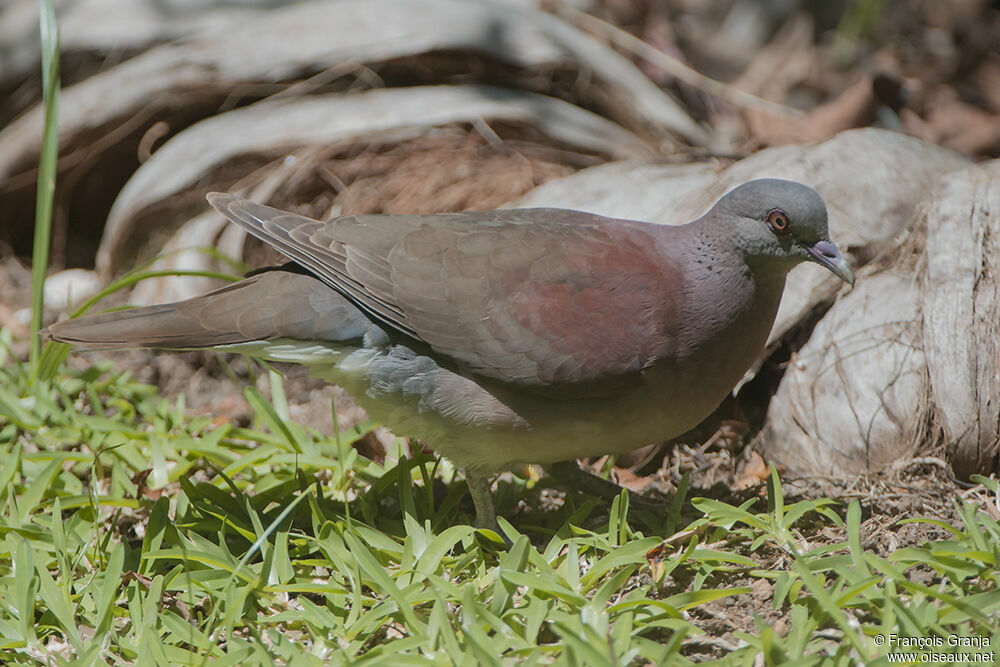 Pigeon de Madagascar