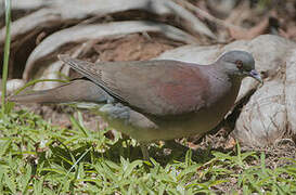 Pigeon de Madagascar