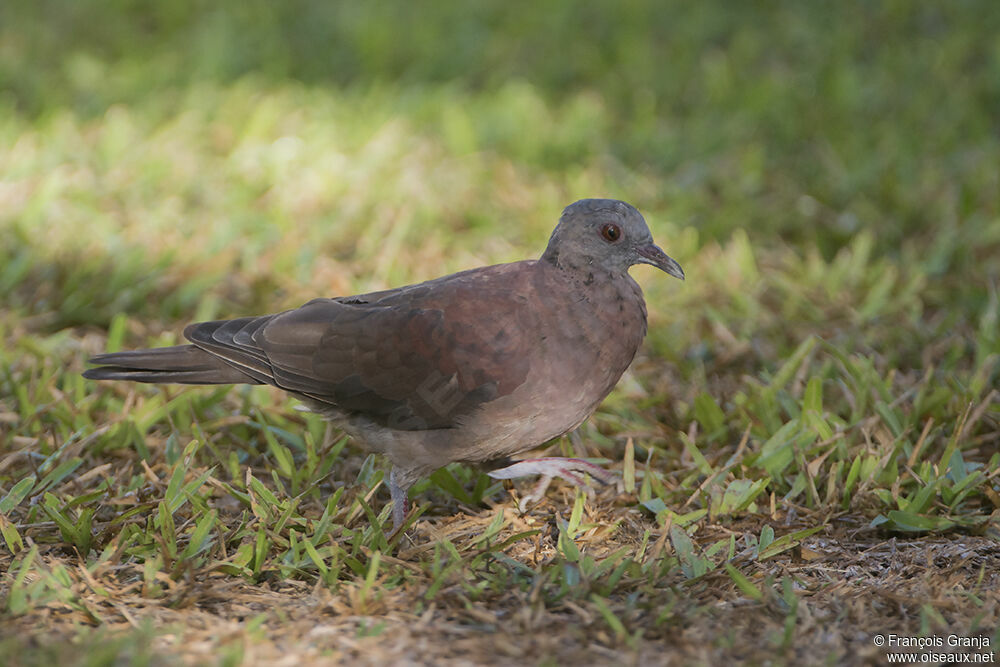 Pigeon de Madagascaradulte