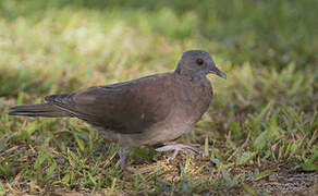 Malagasy Turtle Dove