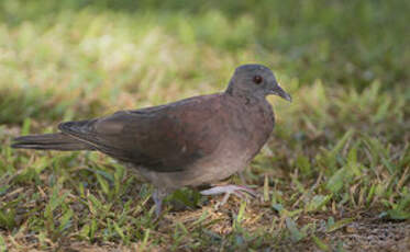 Pigeon de Madagascar