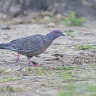 Pigeon picazuro