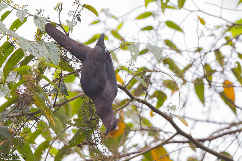 Plumbeous Pigeon, eats, Behaviour