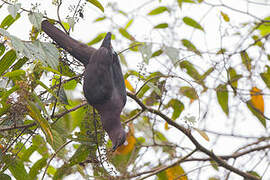 Plumbeous Pigeon