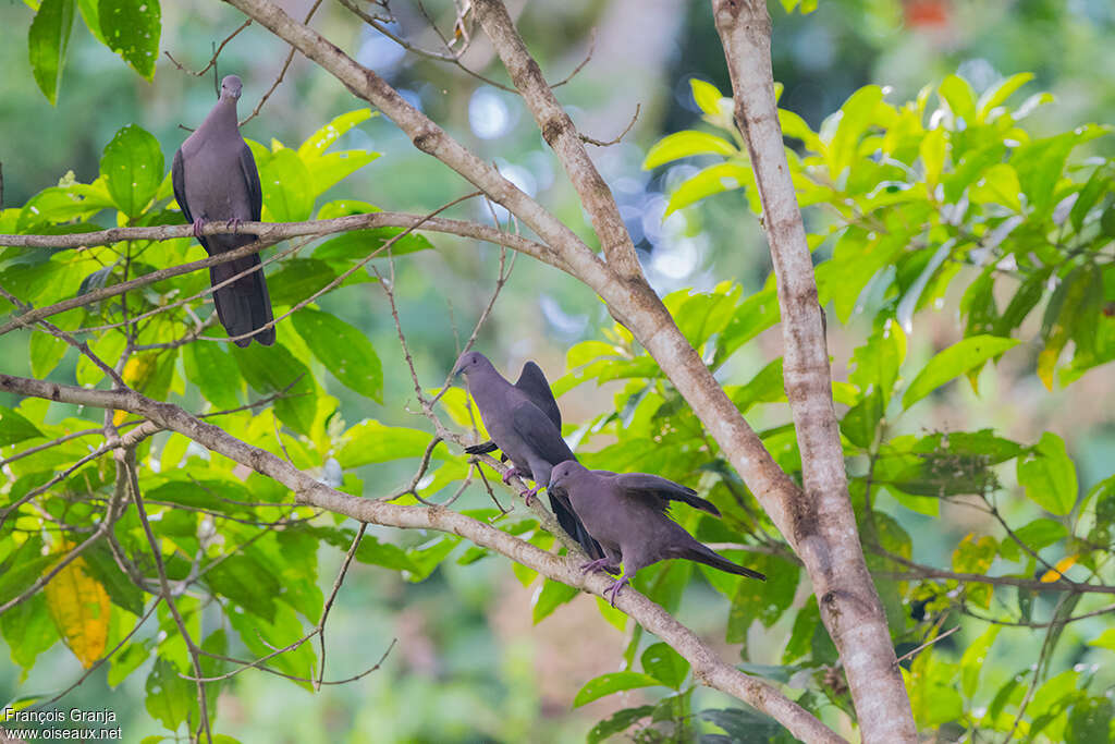 Plumbeous Pigeon, habitat, pigmentation, Behaviour