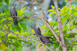 Plumbeous Pigeon