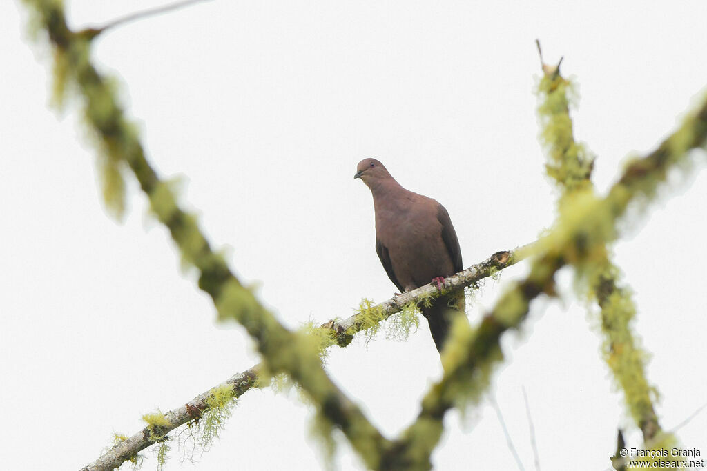 Plumbeous Pigeon