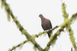 Plumbeous Pigeon