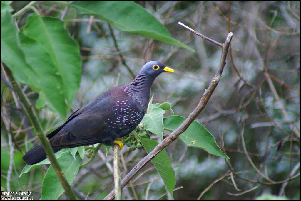 Pigeon rameronadulte, identification