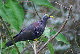 African Olive Pigeon