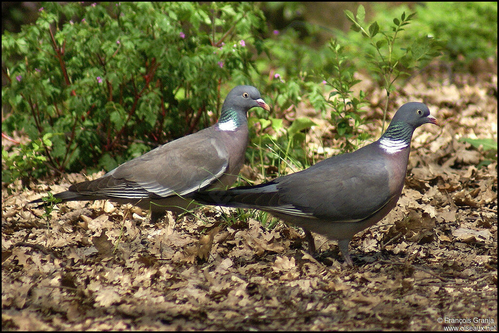 Pigeon ramier adulte