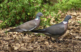 Common Wood Pigeon