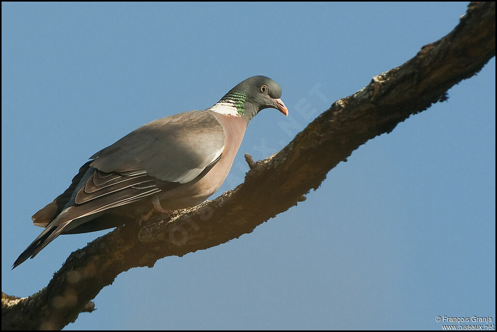 Common Wood Pigeonadult