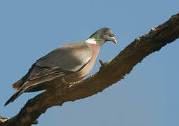 Common Wood Pigeon