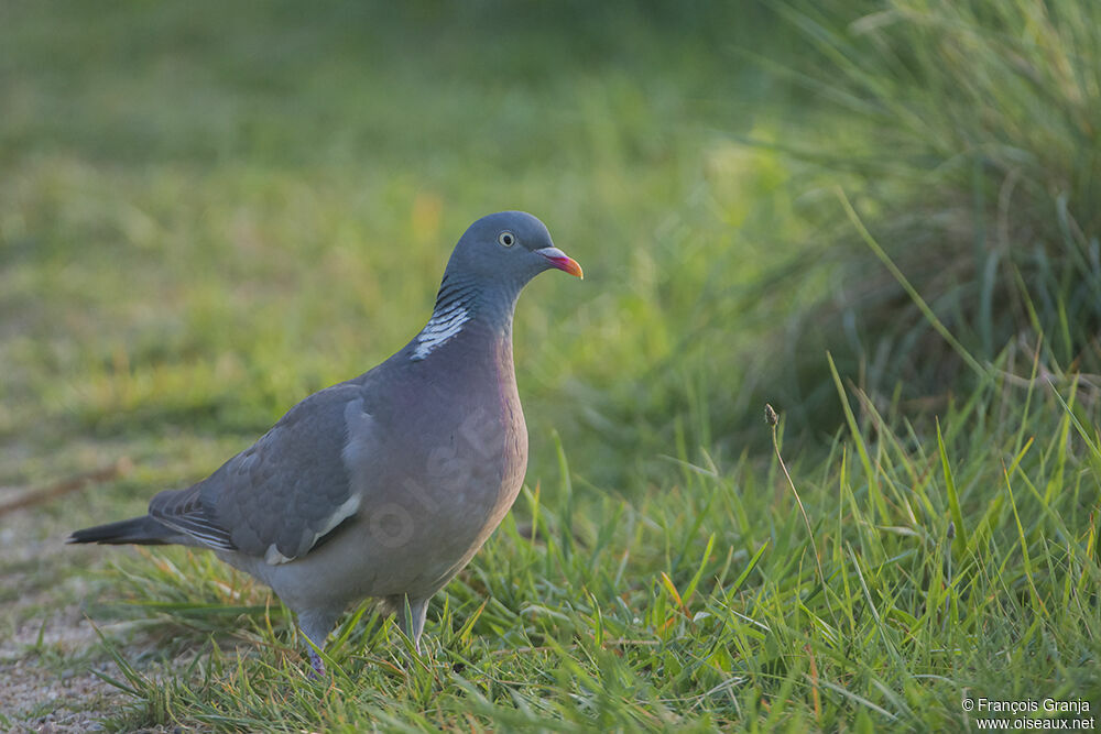 Pigeon ramieradulte