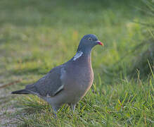 Common Wood Pigeon