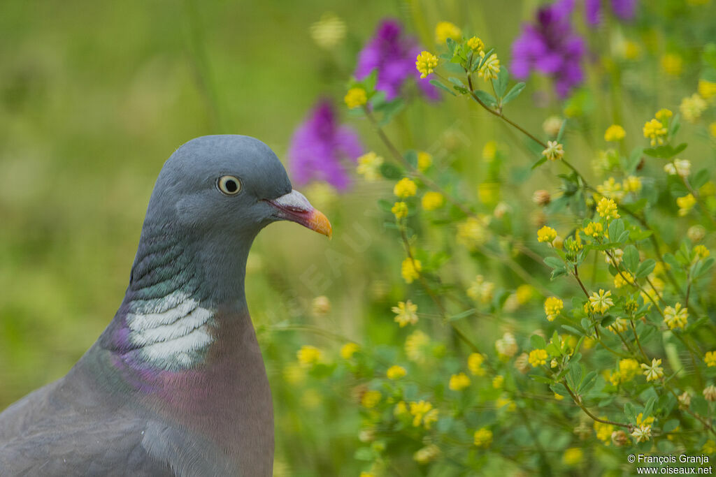 Pigeon ramieradulte