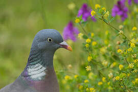 Common Wood Pigeon