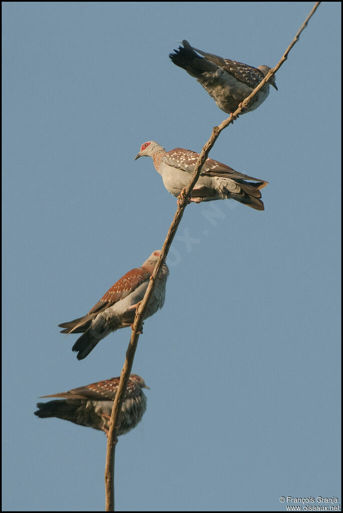 Pigeon roussard