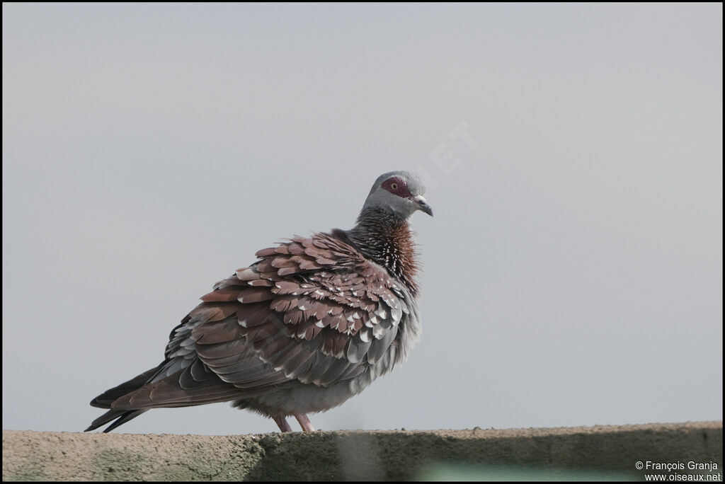 Pigeon roussard