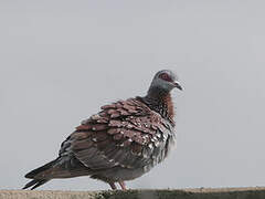 Speckled Pigeon