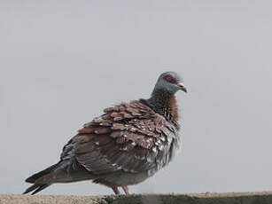 Pigeon roussard