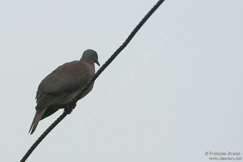 Pigeon roussetadulte