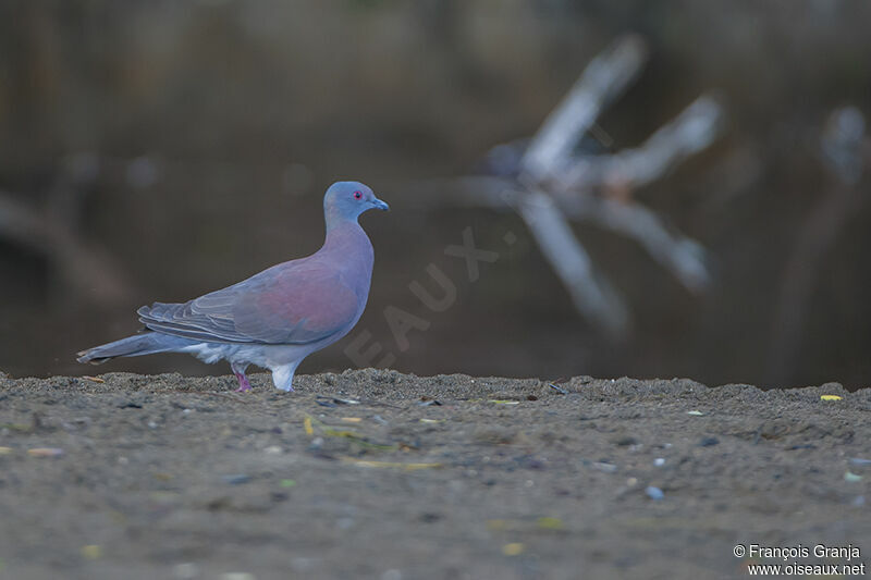 Pale-vented Pigeonadult