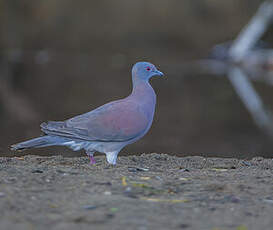 Pigeon rousset