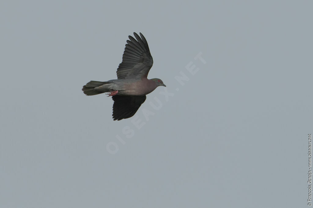 Pale-vented Pigeon