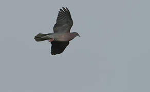 Pale-vented Pigeon