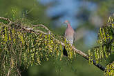 Pigeon rousset