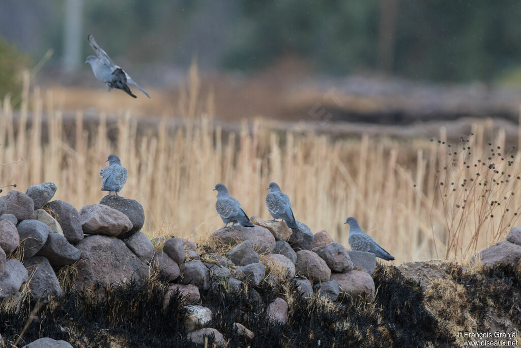 Spot-winged Pigeon