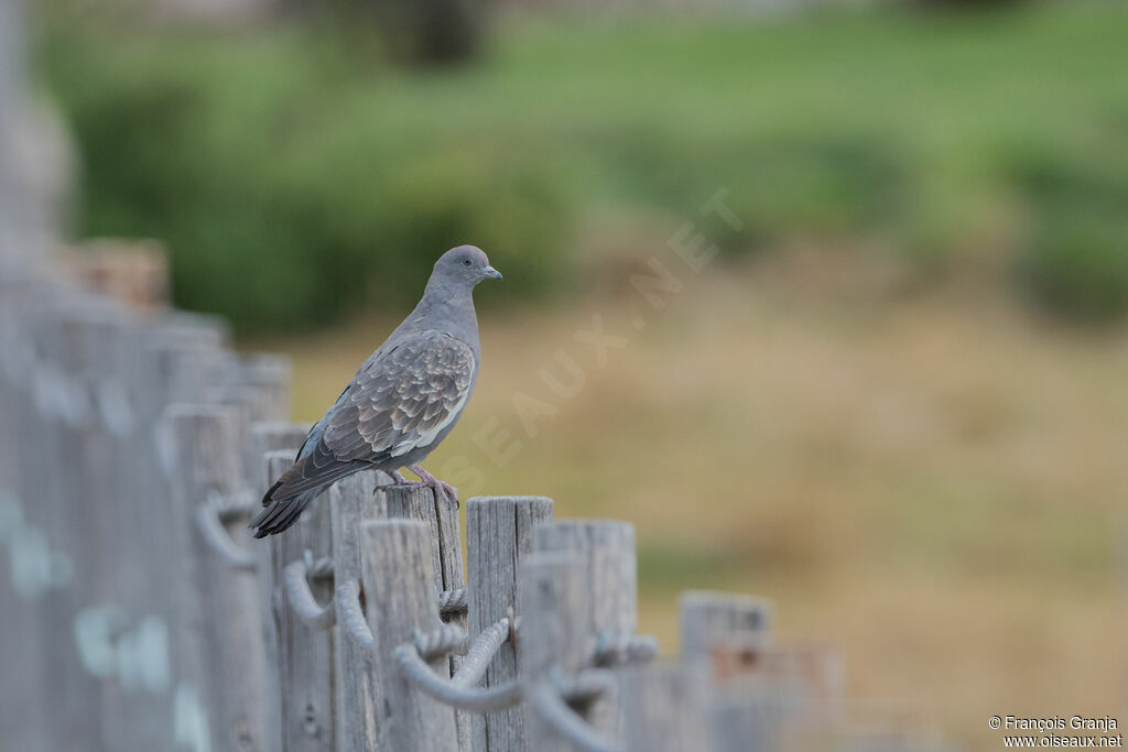 Pigeon tigré