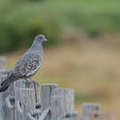 Pigeon tigré